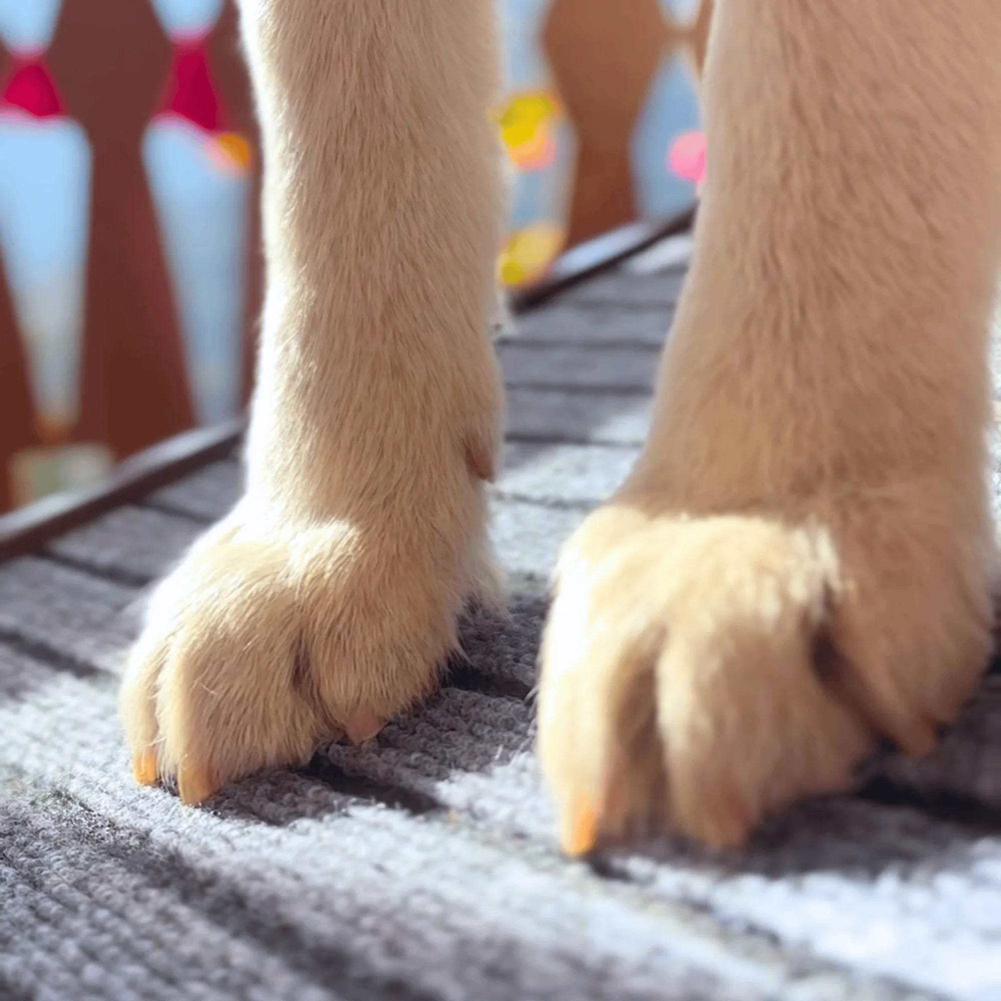 Pet Ramp with Safety Rails (For pets up to 70 kgs)